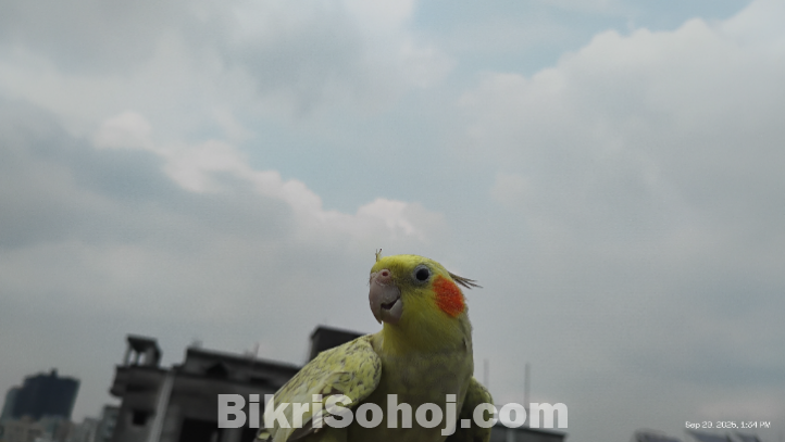 Cinnamon heavy perl cockatiel